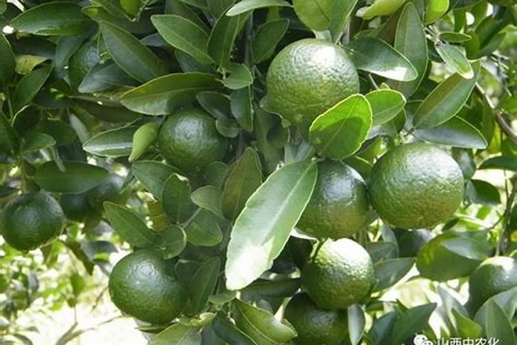 控根盆的利与弊