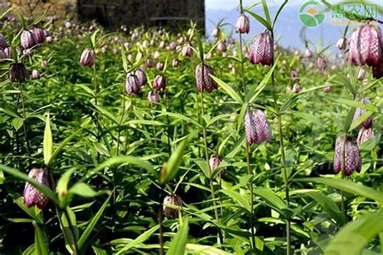 德士顿是什么牌子,菠萝熊旅游攻略