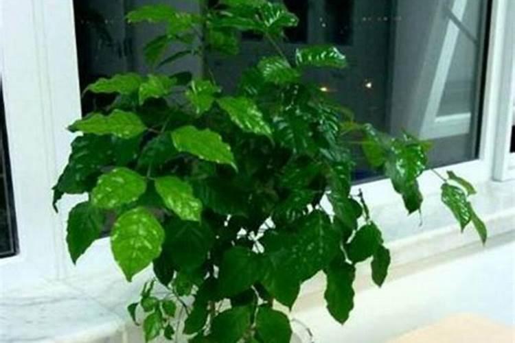 如何让幸福树树干发芽,施加氮肥并注射激活液