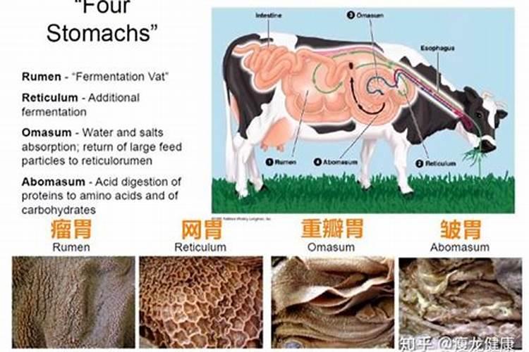 腐植酸尿素和尿素哪个好？