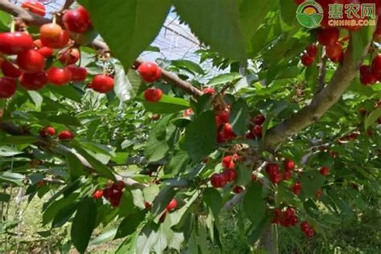 樱桃苗木的施肥追肥要注意哪些问题