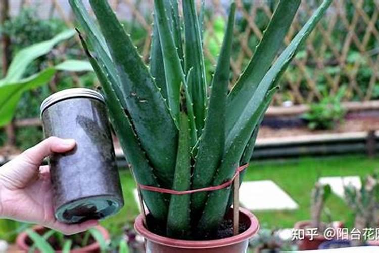 芦荟施肥方法,用什么肥好