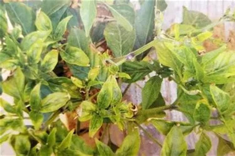 花椒木腐病发生原因,如何防治,防治方法