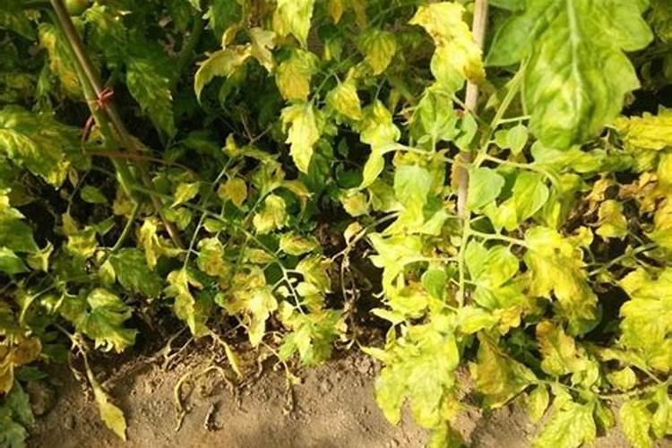 番茄秧不长锌肥和尿素能施吗？