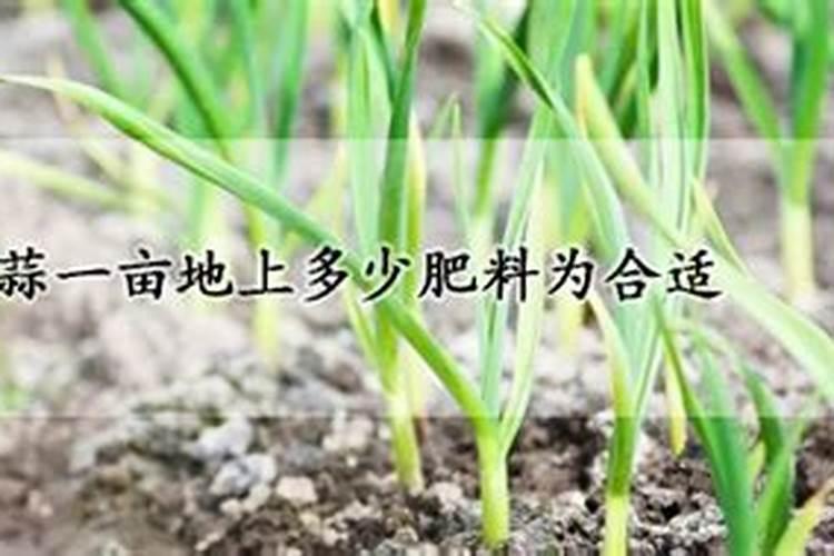 红薯亩产量一般多少斤