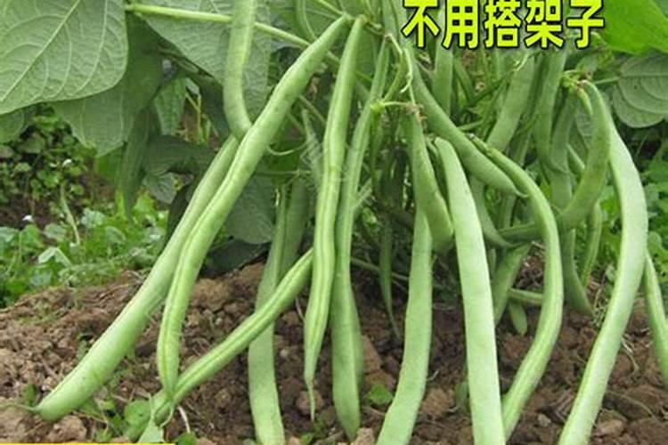 尊敬的老师您好:请问一下我这个架豆是什么病,怎么用药？
