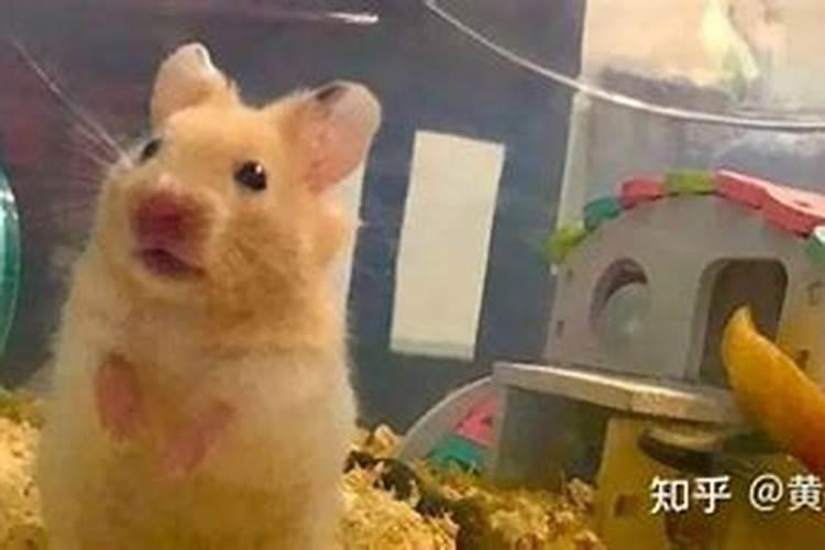 用硝酸钾水溶肥苹果会发黄吗