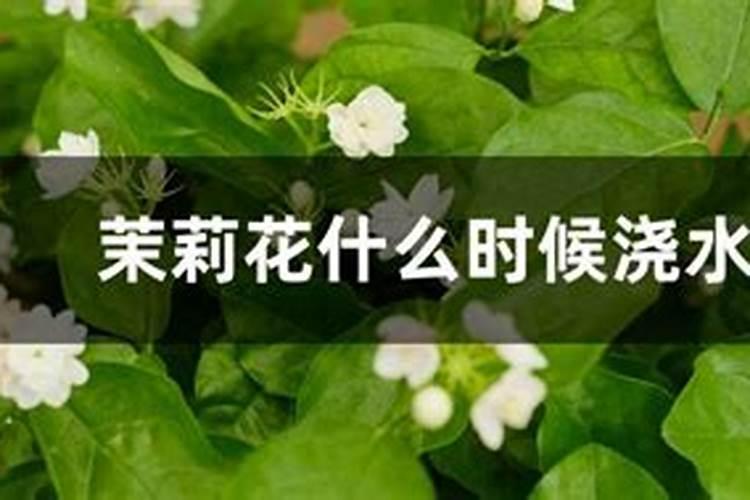 茉莉花喜肥吗喜欢施什么肥料