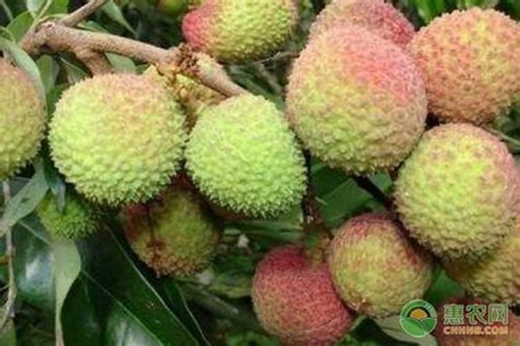 荔枝的合理施肥方法