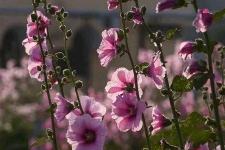 蜀葵花好养活吗(蜀葵花种子种植方法)