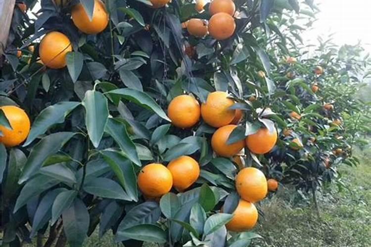 柑橘用什么水溶肥好及水溶肥施用指南
