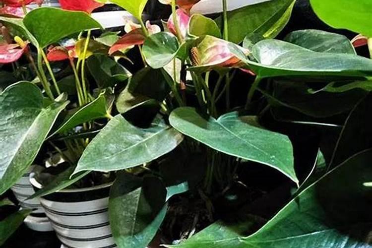 红掌花浇什么肥料合适