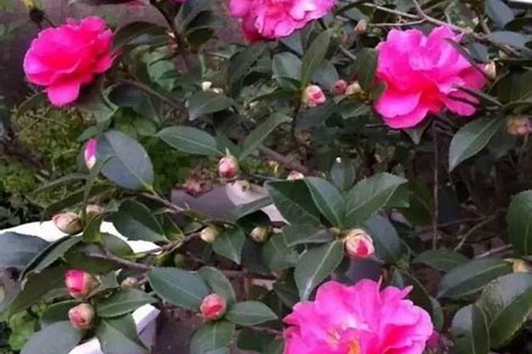 茶花树施什么肥料最好