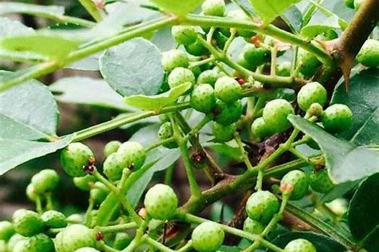 花椒树施二铵好还是复合肥好？