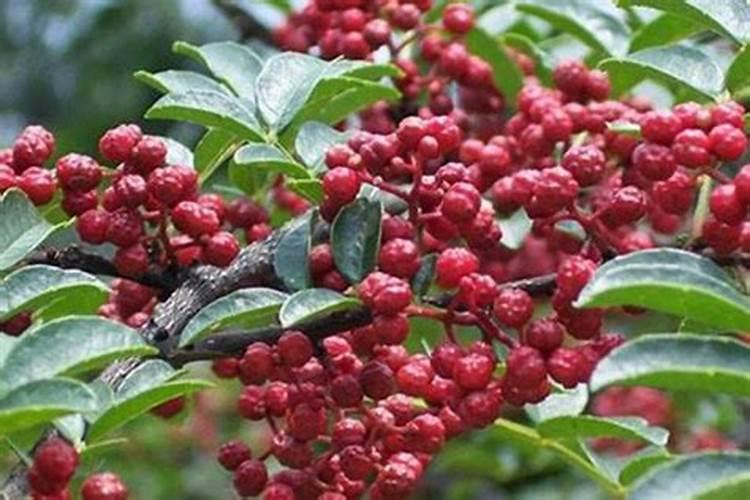 花椒树栽上一个月要用肥料吗？