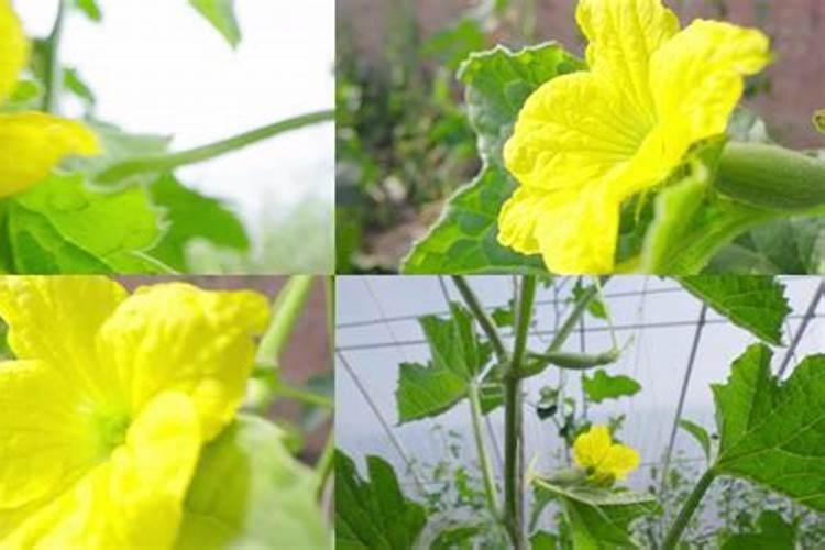 香瓜开花挂果期喷高钾叶面肥好还是高磷叶面肥好？