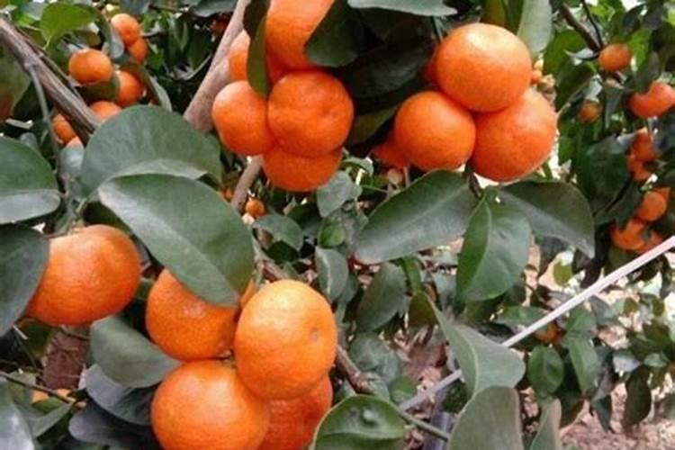大葱怎么施肥料才能高产(大葱种植高产追肥技巧)