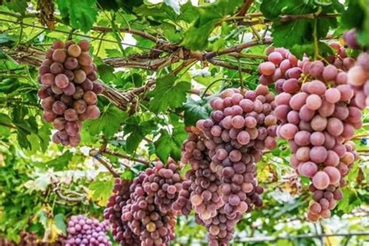 桃树上打钾肥就甜了吗