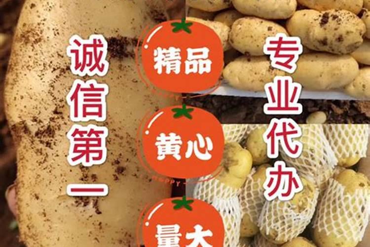 哪种粪对土豆最好 种土豆怎么施肥