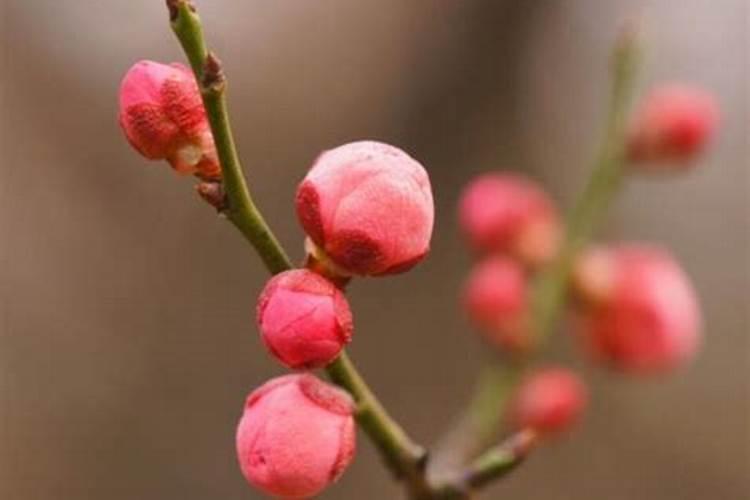 梅花什么时候长花苞