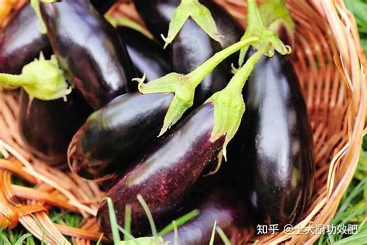 茄子怎么养殖才能高产养茄子哪些是要注意的