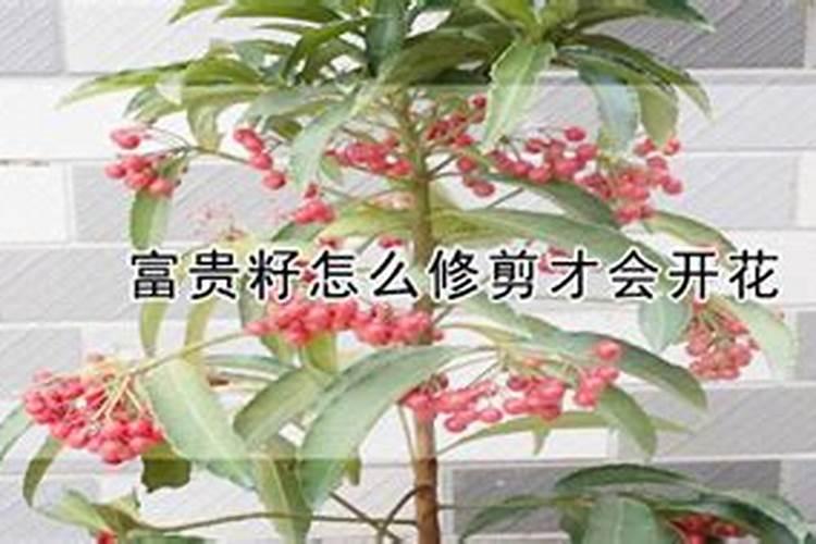 富贵子什么时候开花 富贵子花期如何养护