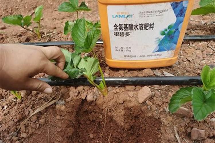 红肉蜜柚的高效种植技术 红肉蜜柚的修剪方法