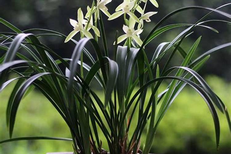 缺少叶绿素的兰花能发新芽吗？