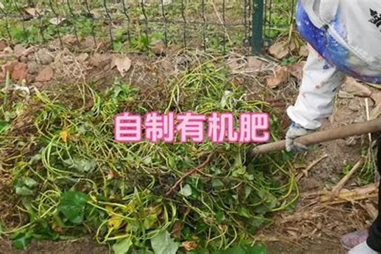 麻酱渣如何沤肥