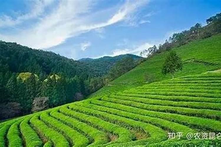 月季花新长的叶子黄且薄还是7片叶是怎么回事