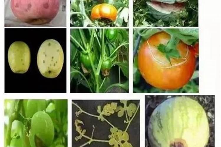 在种植马铃薯的时候该怎样科学的施肥？多久施一次肥比较？