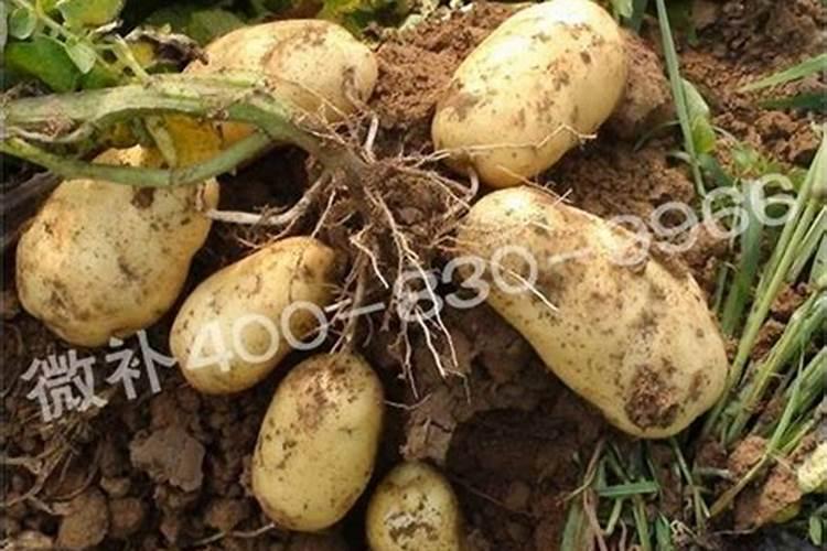 农作物不重视补钙容易出现哪些生理病害？如何提前防范？