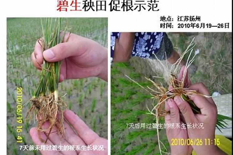 水稻抽穗成功养正还能用吗？