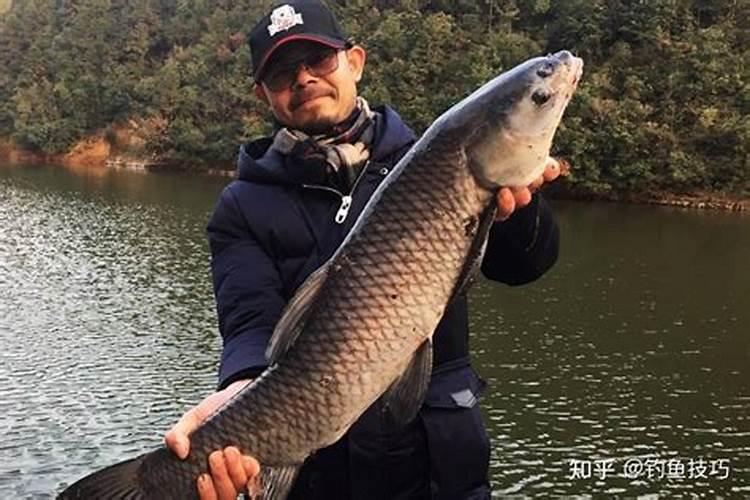 自制热带鱼鱼饲料配方