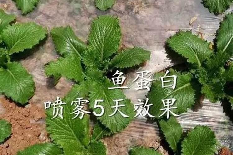 鱼蛋白肥料能与杀菌剂合用吗？