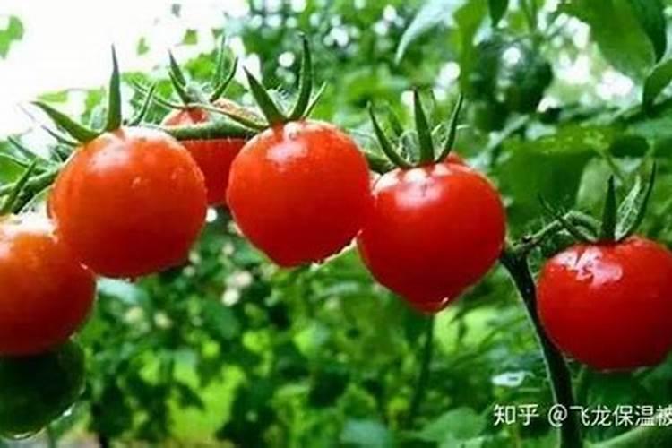 西红柿种植技术与管理