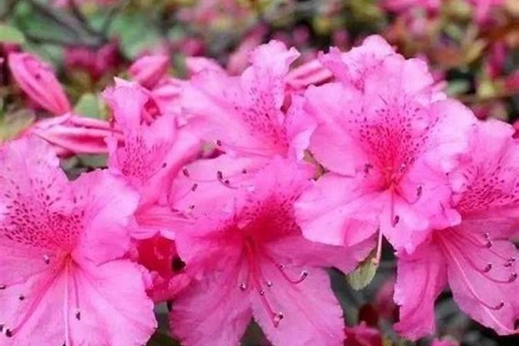 天凉了,给3种花喝点“酸水”,叶子油绿光亮,猛长花苞