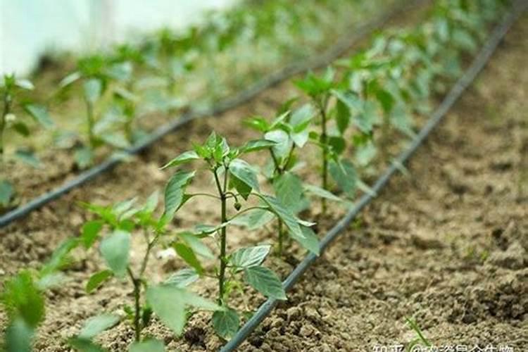大棚桃树硬核期可以喷施叶面肥吗