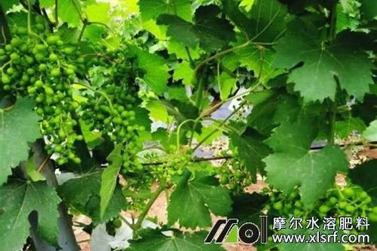 红提葡萄拉穗到底好,还是不好？