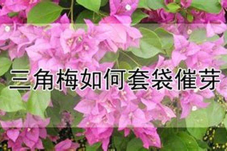 三角梅老桩多久能生根