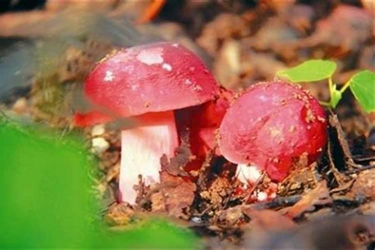 世界上有几种蘑菇？