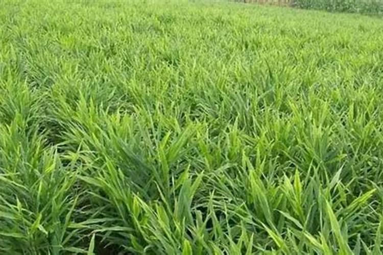 黄姜种植时间和方法