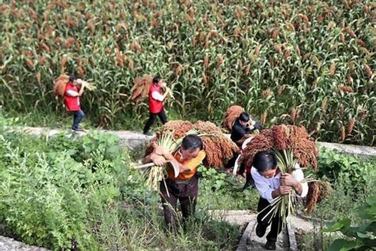 种植高粱用什么化肥