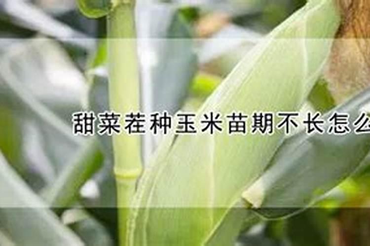 甜菜茬种玉米苗期不长怎么办