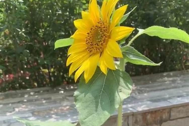 葵花施肥时间介绍 葵花什么时候施肥