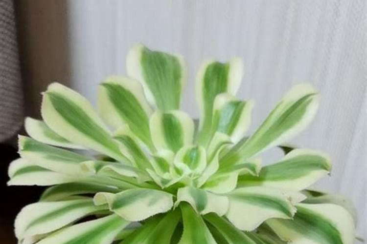 用什么水浇灌沙漠玫瑰花开满树