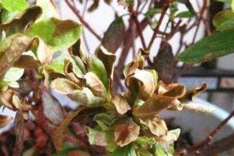 月季花枝干枯了,应该如何处理？