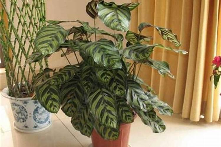 孔雀竹芋什么季节施肥最好 施肥多少合适