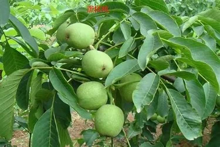 核桃树上什么肥料