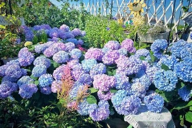 兰花花肥和绣球花肥可以混用吗